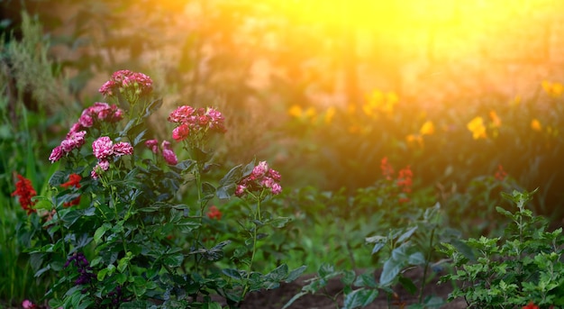 Zweig mit blühenden rosa Rosenknospen und grünen Blättern, die Lichter einer Sonne