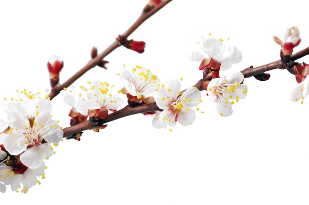 Zweig mit Blüten. Isoliert auf weißem Hintergrund.