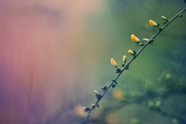 Zweig mit gelben Blüten