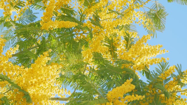 Zweig mit gelben Mimosa-Blüten oder Acacia dealbata Acacia-Dealbata-Baum mit goldener Blüte aus der Nähe