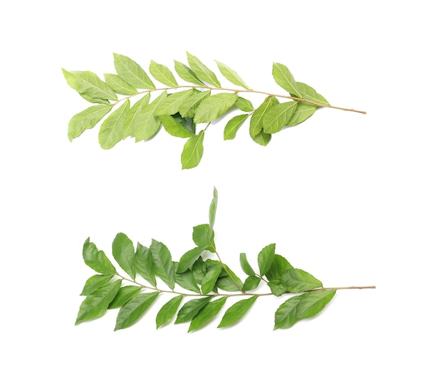 Zweig mit grünen Blättern frischem Laub isoliert auf weißem Hintergrund