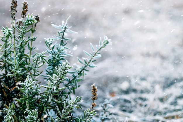 Zweig mit grünen Blättern während eines Schneefalls