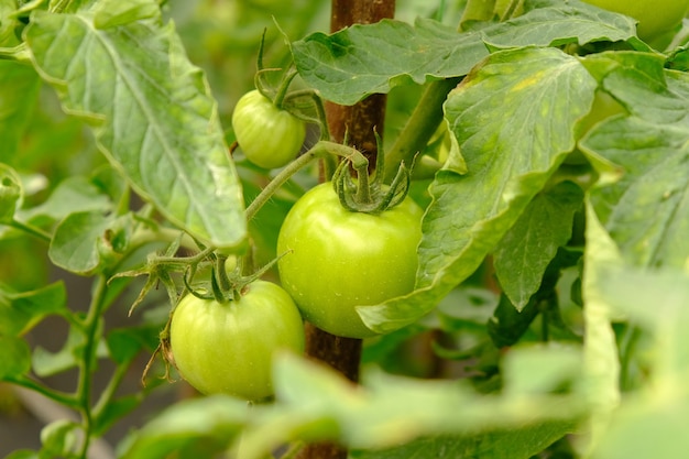 Zweig mit grünen Tomatenfrüchten in einem Gewächshaus