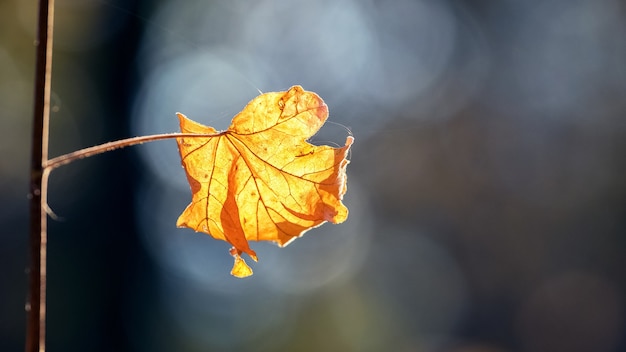 Zweig mit hellgelbem Herbstahornblatt auf einem dunklen unscharfen Hintergrund