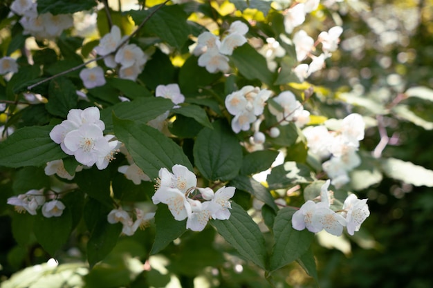 Zweig mit Jasminblüten