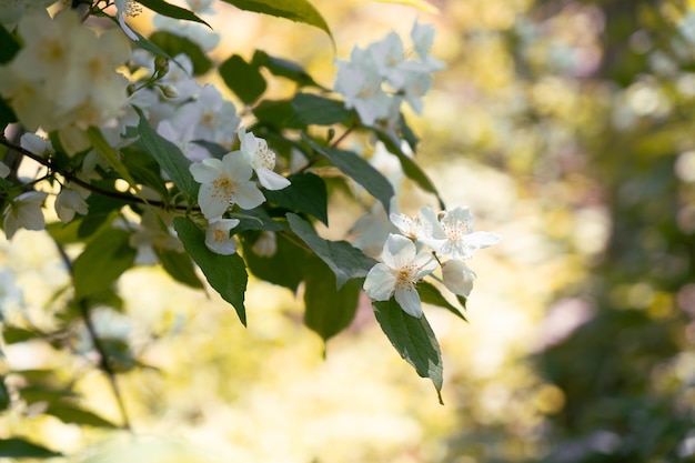 Zweig mit Jasminblüten