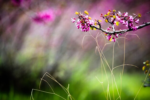 Zweig mit lila Blüten mit Grün im Frühlingshintergrund