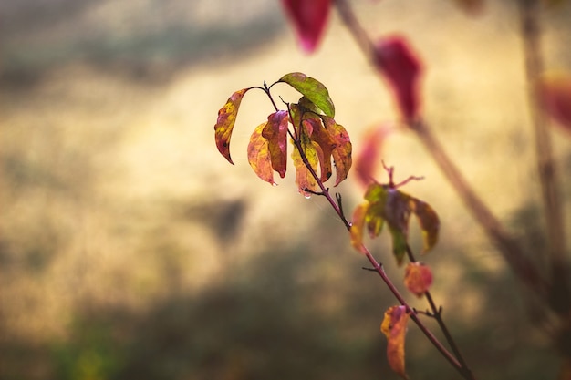 Zweig mit mehrfarbigen Herbstblättern und Tautropfen