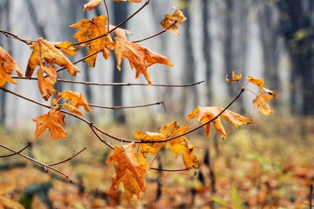 Zweig mit orange getrockneten Ahornblättern im Herbstwald