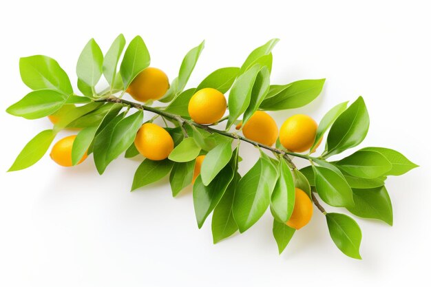 Zweig mit Orangen und grünen Blättern auf einer weißen oder klaren Oberfläche PNG durchsichtiger Hintergrund