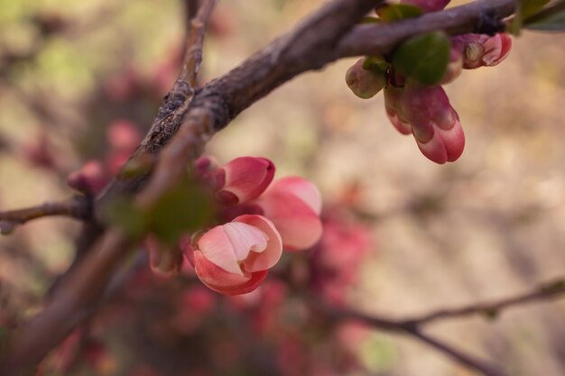 Zweig mit rosa Blüten. Frühlingsblüte