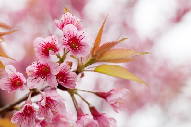 Zweig mit rosa Sakura-Blüten hautnah
