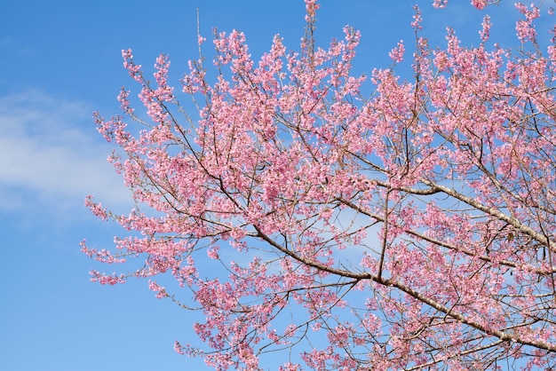 Zweig mit rosa Sakura-Blüten