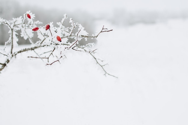 Zweig mit roten schneebedeckten Beeren auf weißem Hintergrund