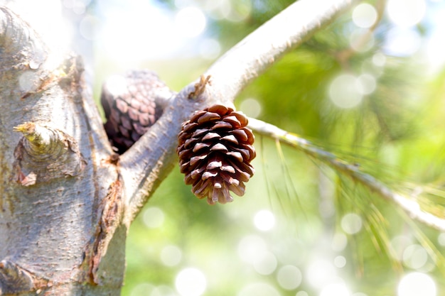 Zweig mit Tannenzapfen im Wald