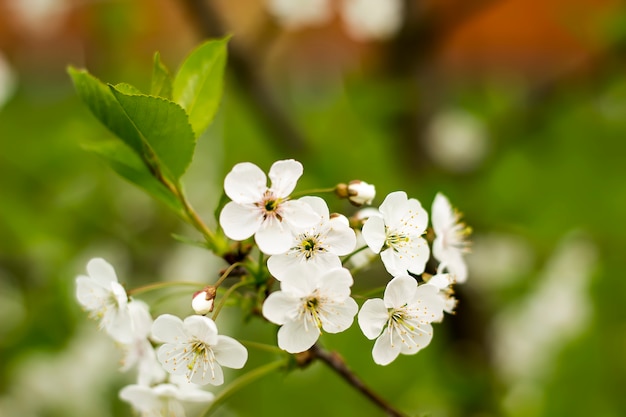 Zweig mit vielen weißen Blüten