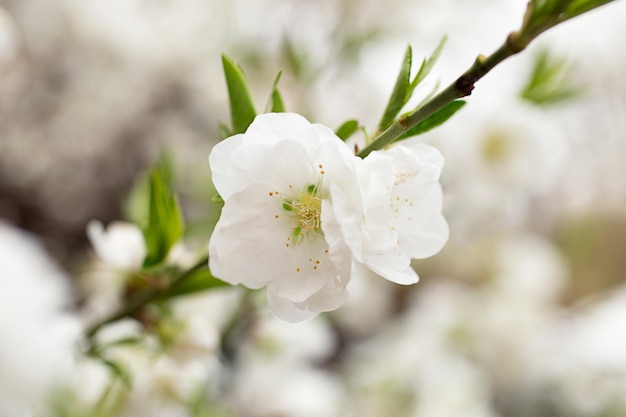 Zweig mit weißen Blüten und frischen grünen BlätternFrühlingsfrische duftende Blume