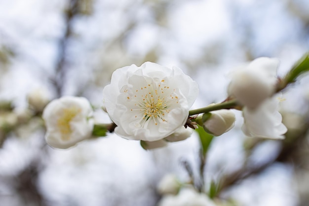 Zweig mit weißen Blüten und frischen grünen BlätternFrühlingsfrische duftende Blume