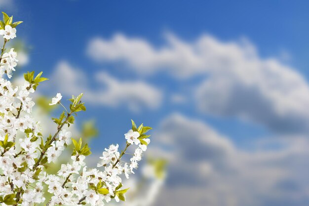 Zweig mit weißen Blüten