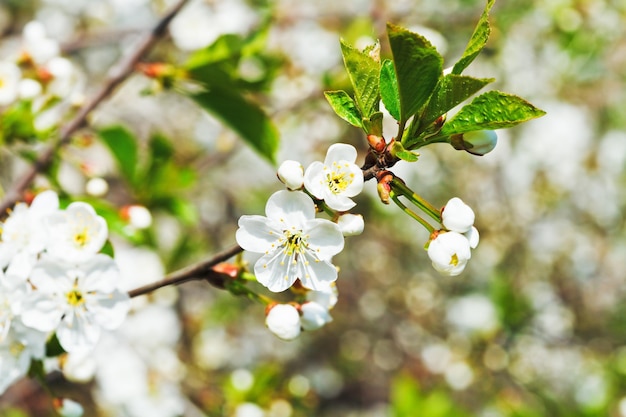 Zweig mit weißen Kirschblüten