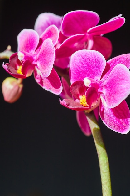 Zweig rosa Orchideen auf dunklem Hintergrund