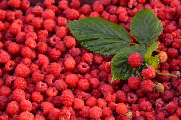 Zweig und Beeren von Himbeeren hautnah