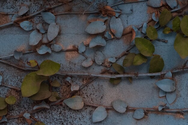 Zweig und Blatt einer Kriechpflanze an einer blauen Wand