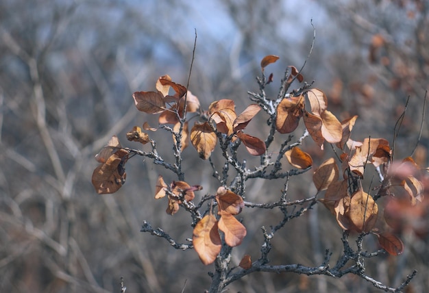 Zweig und Laub im Herbst, Konzeptfoto, Frontansicht-Fotografie mit verschwommenem Hintergrund