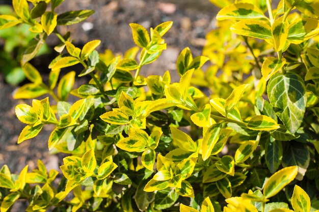 Zweig von Euonymus fortunei 'Emerald' n 'Gold' Nahaufnahme