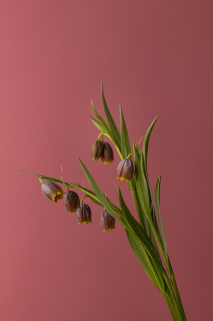 Zweig von Glockenblumen auf einem rosa Hintergrund