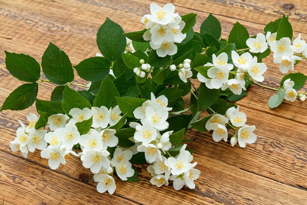 Zweig von Jasminblüten auf den Holzbrettern mit Kopierraum