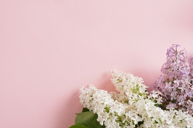 Zweig von Weiß in lila Flieder auf einem rosa Hintergrund kopieren Raum Draufsicht