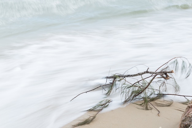 Foto zweige am strand