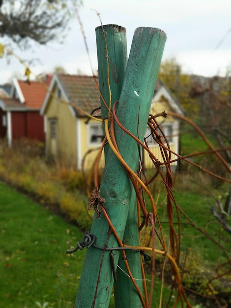 Foto zweige auf holzpfosten