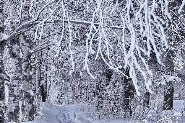 Zweige bedeckt mit Frosthintergrund abstrakte Winter-Dezember-Ansicht