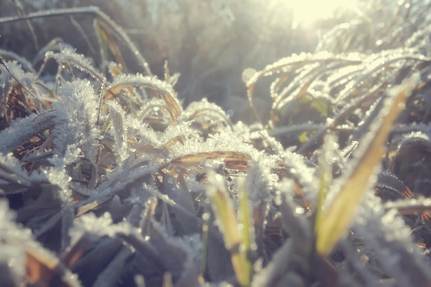 Zweige bedeckt mit Raureifhintergrund, abstrakter Landschaftsschnee Winternaturfrost