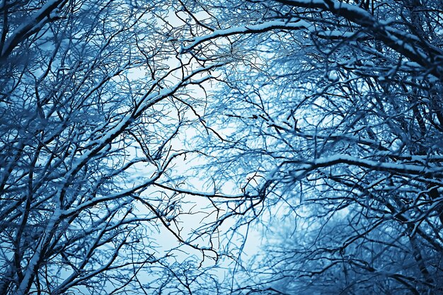 Zweige bedeckt mit Raureifhintergrund, abstrakter Landschaftsschnee Winternaturfrost