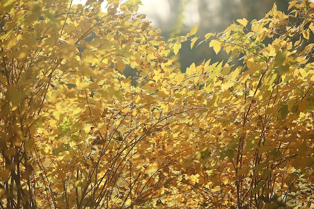 Zweige Blätter gelber Hintergrund / abstrakter saisonaler Hintergrund fallende Blätter schönes Foto