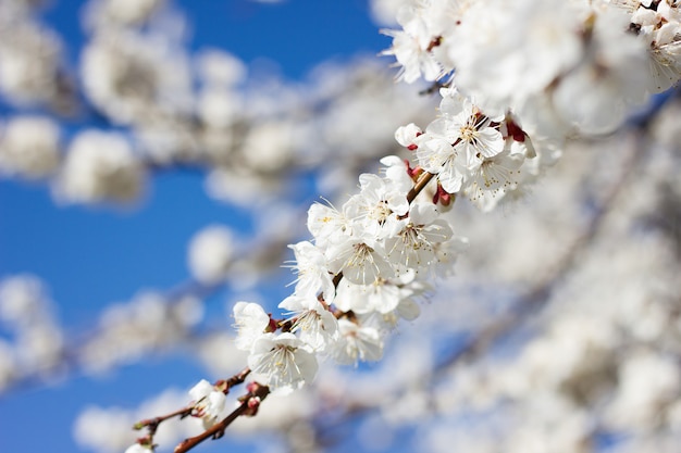 Zweige blühender Aprikosen. Blühender Baum im Frühjahr