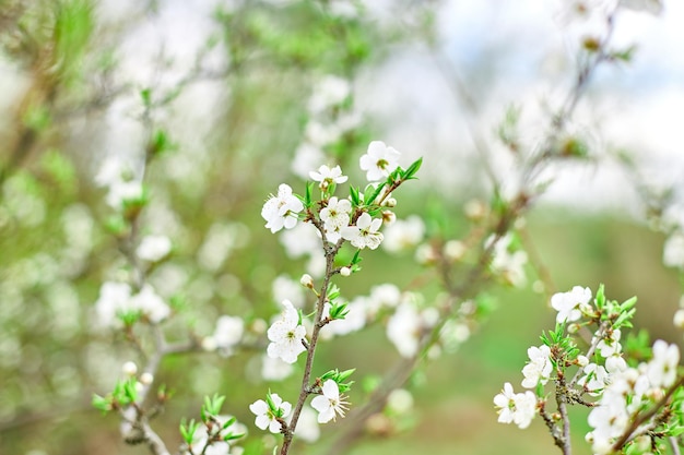 Zweige blühender kirschbaumblumen für oster- und frühlingsgrußkarten mit kopierbereich schöner floraler frühlingshintergrund des naturfrühlingskonzepts