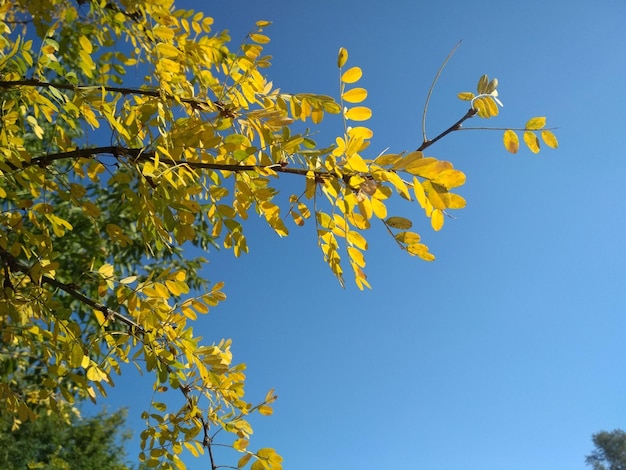 Zweige Bush Akazie mit gelben Blättern vor dem Hintergrund blauer Himmel sonniger Herbsttag