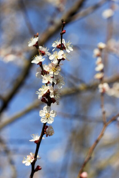 Zweige der Aprikose mit Blüten und Knospen gegen den blauen Himmel.