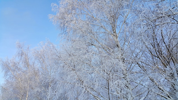 Zweige der Bäume mit Schnee und Raureif bedeckt