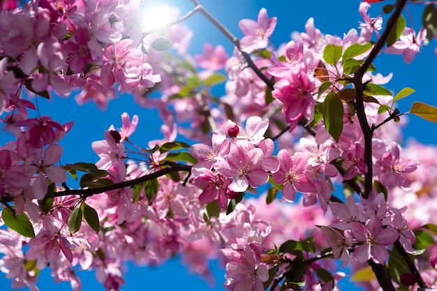 Zweige der blühenden rosa Kirsche auf dem Baum gegen den Himmel an einem sonnigen Tag schöne Sakura-Blumen