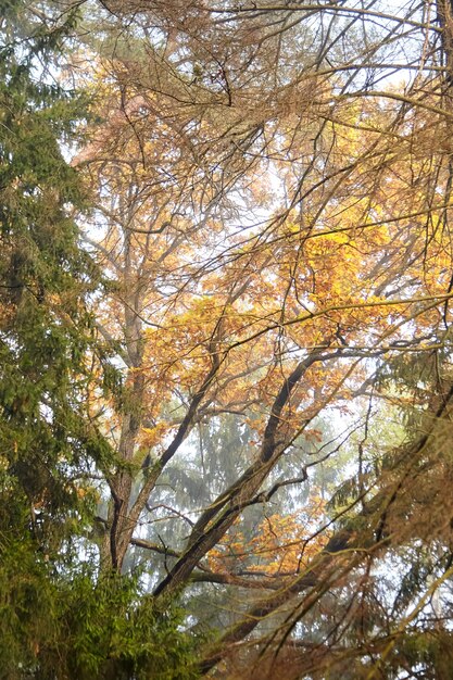 Zweige der Eiche mit gelbem Laub im Herbstpark oder im Wald, Natur im nebligen Oktobermorgen