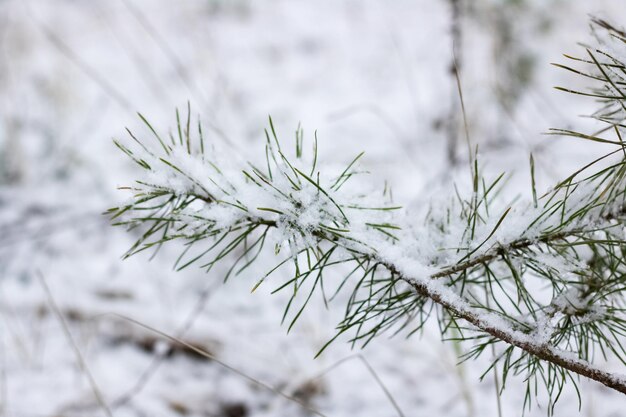 Zweige der Fichte unter der Schneenahaufnahme