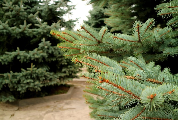 Zweige der grünen Fichte im Garten am Berghang