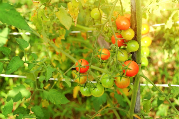 Zweige der Kirschtomate