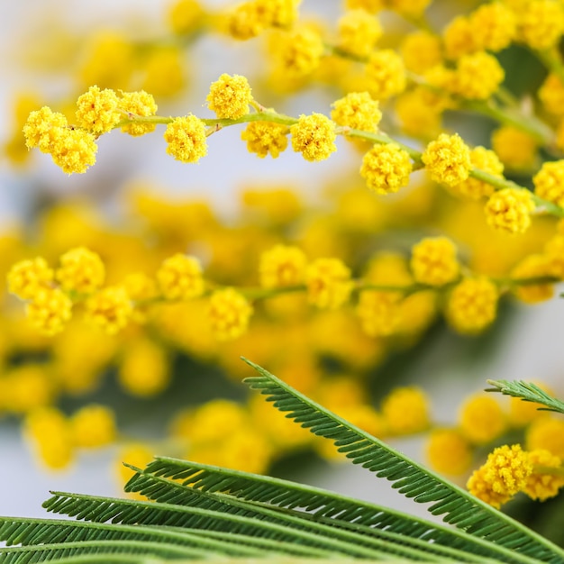 Zweige der Mimose auf weißem Hintergrund Frühlingskonzept