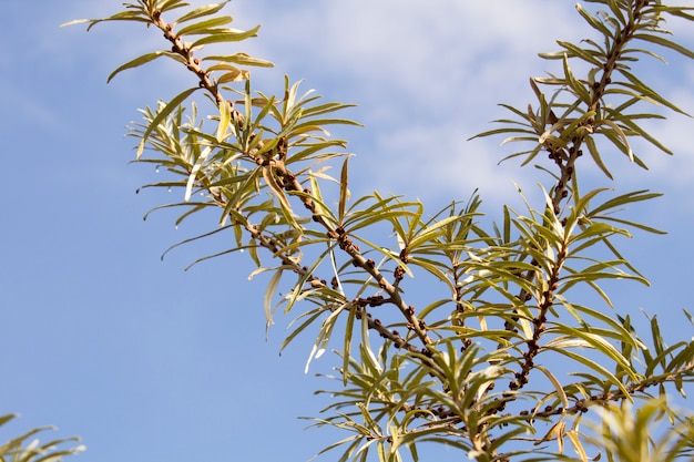 Zweige der Sanddorn Baum im Spätherbst